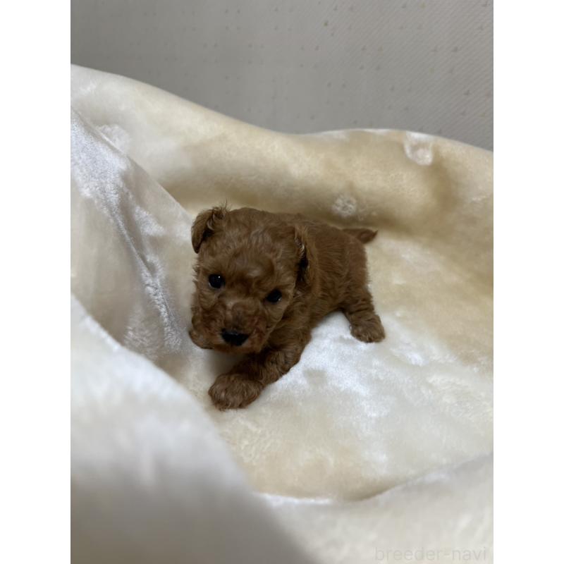 成約済の福岡県のタイニープードル-424514の2枚目