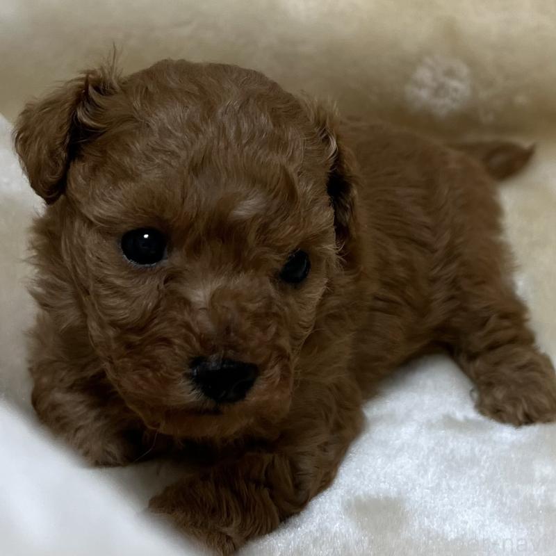 販売中の福岡県のタイニープードル-424514