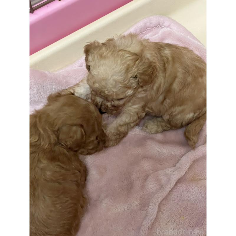 成約済の福岡県のタイニープードル-424511の15枚目