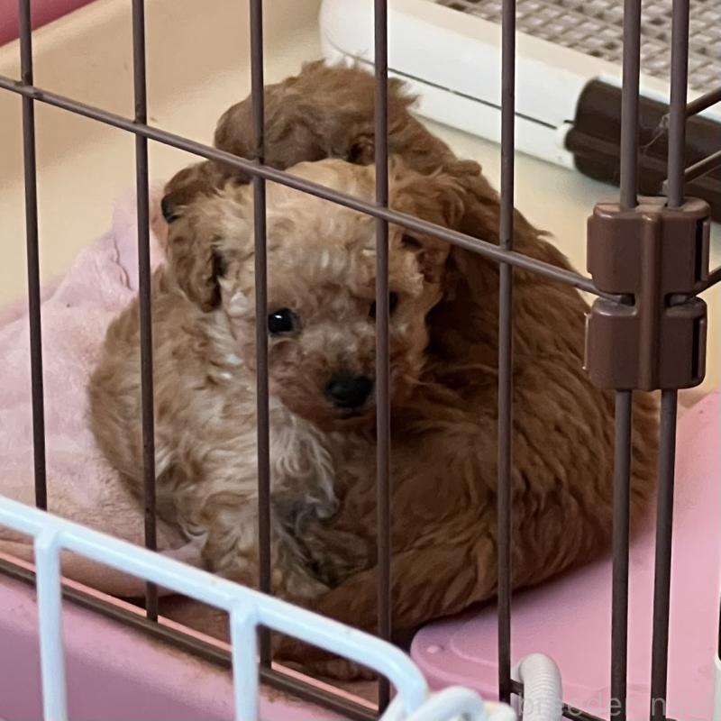 成約済の福岡県のタイニープードル-424511の14枚目