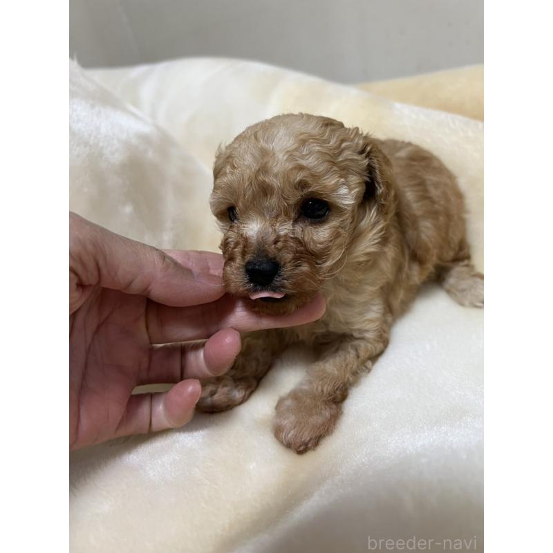 成約済の福岡県のタイニープードル-424511の13枚目