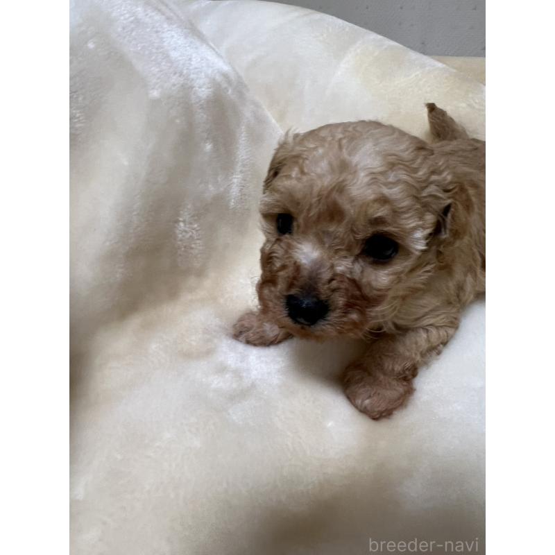 成約済の福岡県のタイニープードル-424511の12枚目