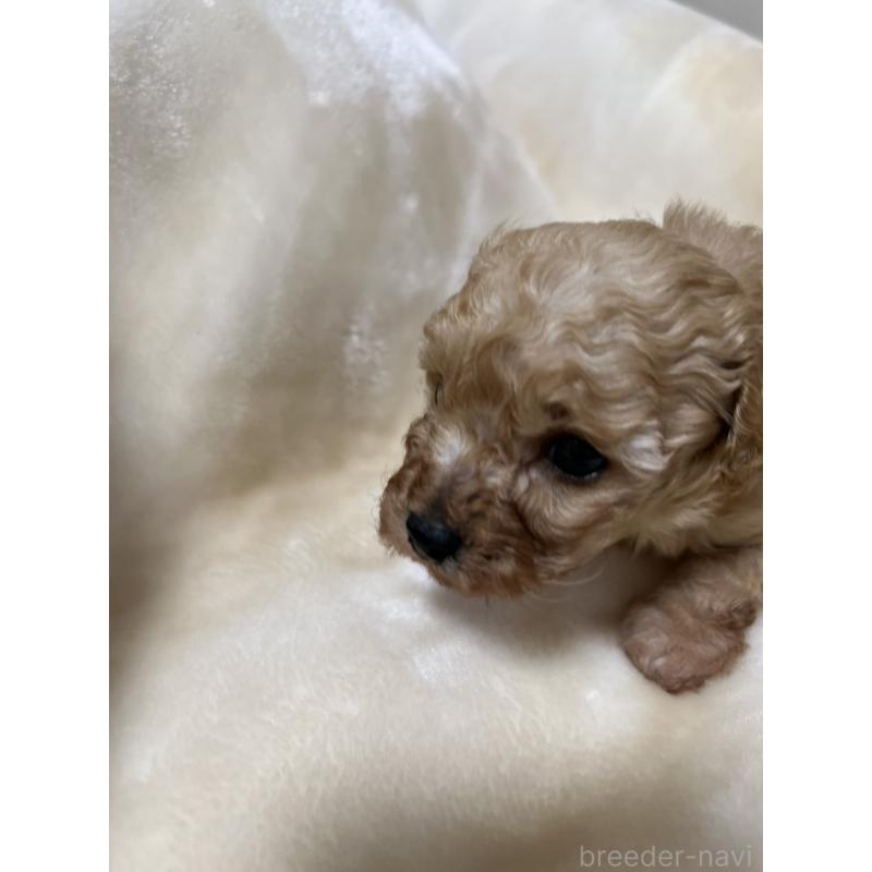 成約済の福岡県のタイニープードル-424511の11枚目