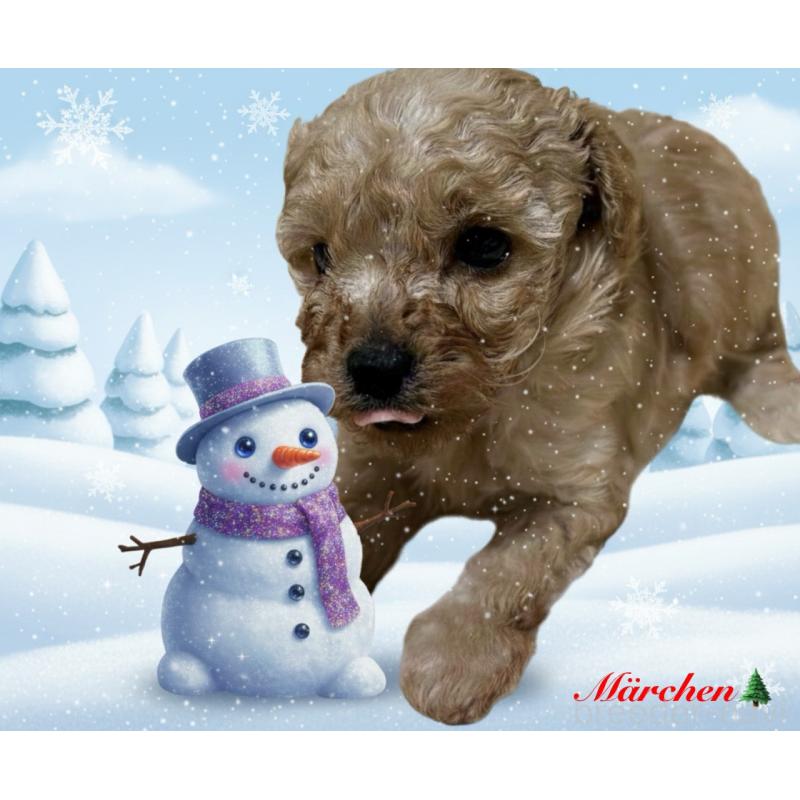 成約済の福岡県のタイニープードル-424511の10枚目