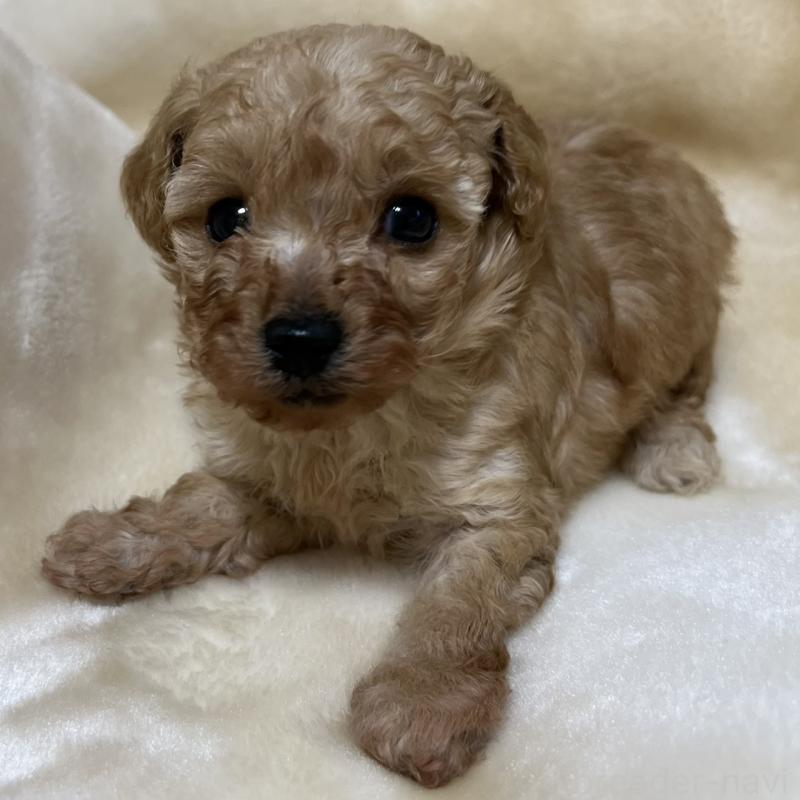 成約済の福岡県のタイニープードル-424511の9枚目