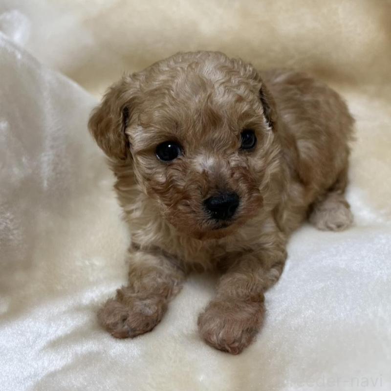 販売中の福岡県のタイニープードル-424511