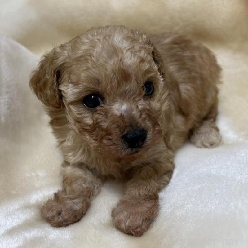 成約済の福岡県のタイニープードル-424511の8枚目