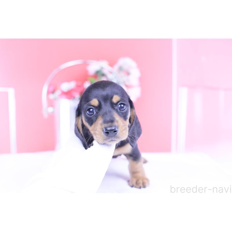 商談中の愛知県のカニンヘンダックスフンド(スムースヘアード)-426205の11枚目