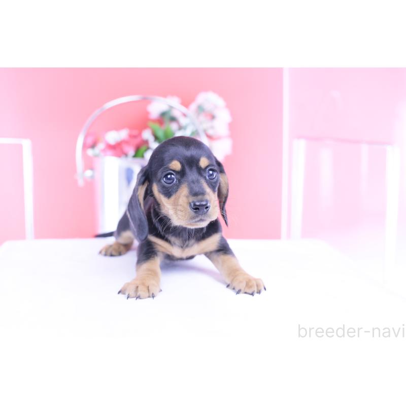 商談中の愛知県のカニンヘンダックスフンド(スムースヘアード)-426205の10枚目