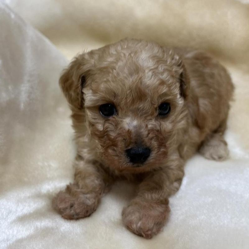 成約済の福岡県のタイニープードル-424511の7枚目