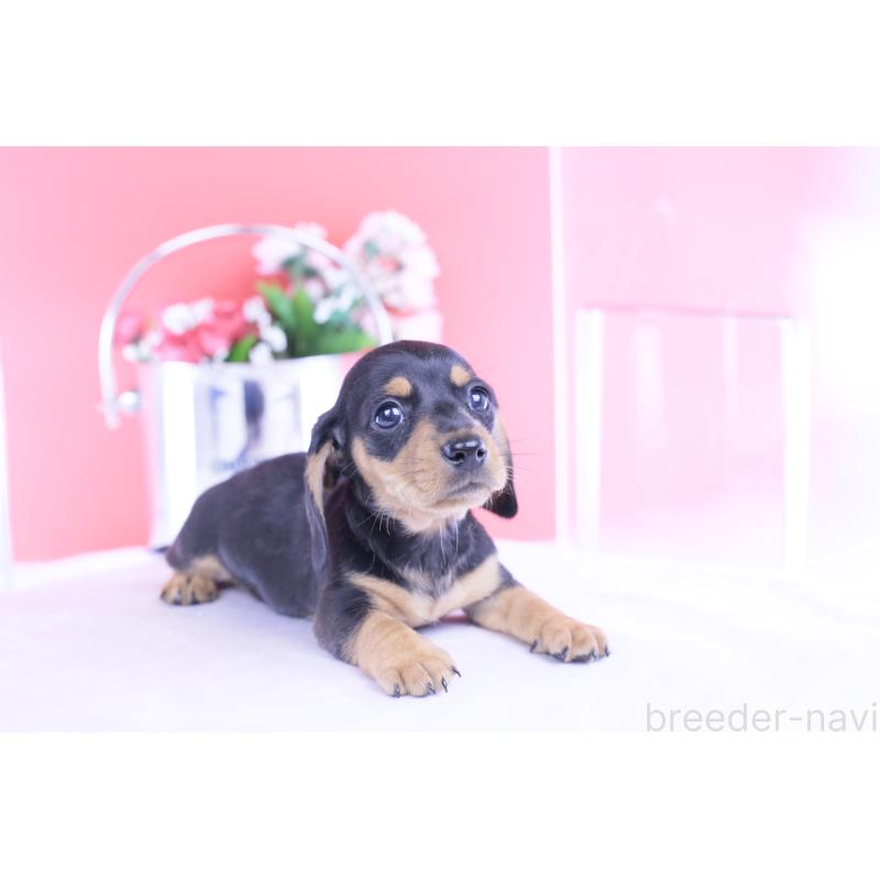 商談中の愛知県のカニンヘンダックスフンド(スムースヘアード)-426205の9枚目