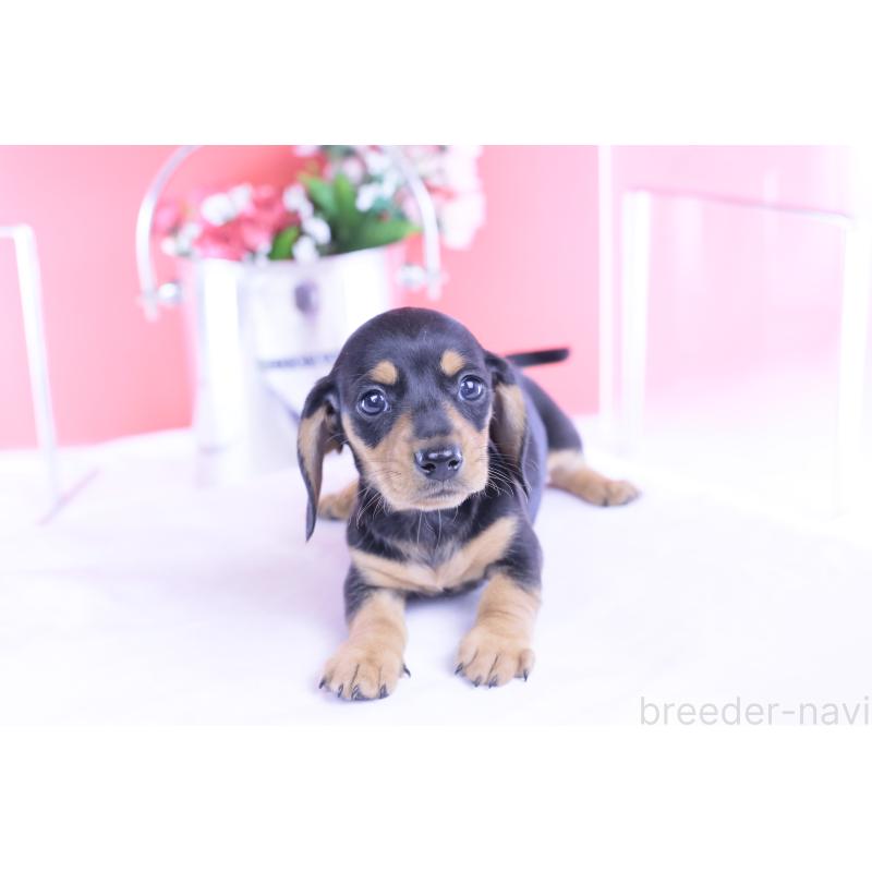 商談中の愛知県のカニンヘンダックスフンド(スムースヘアード)-426205の8枚目