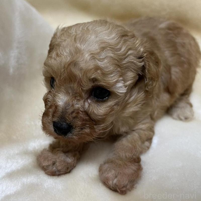 成約済の福岡県のタイニープードル-424511の6枚目