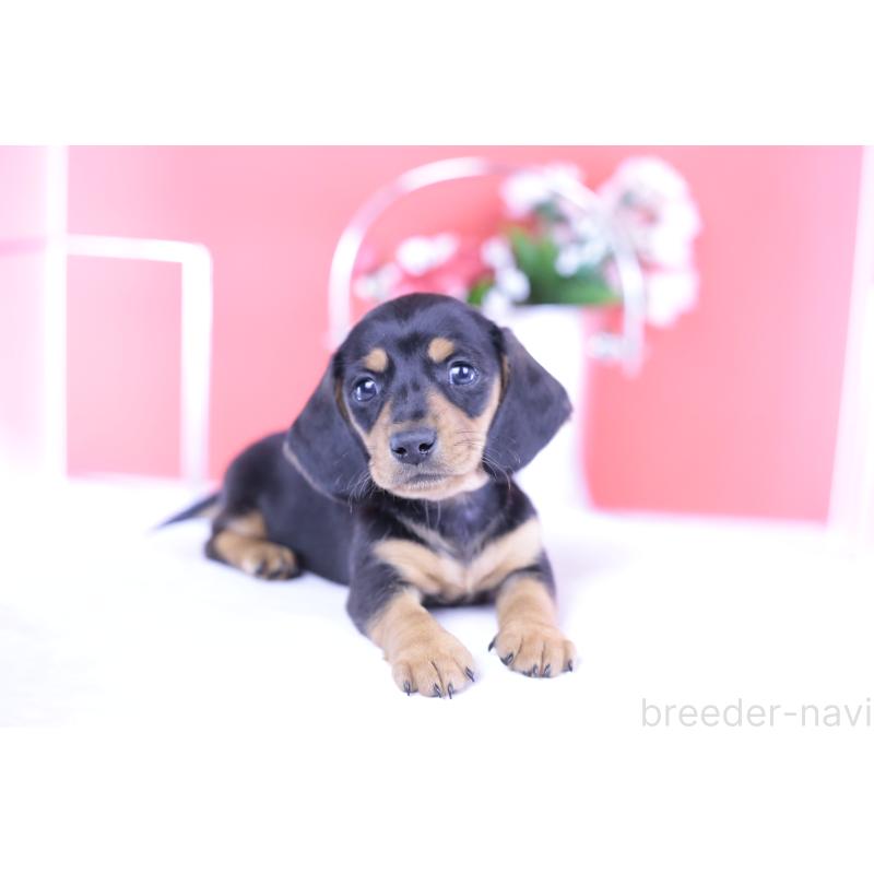 商談中の愛知県のカニンヘンダックスフンド(スムースヘアード)-426205の7枚目