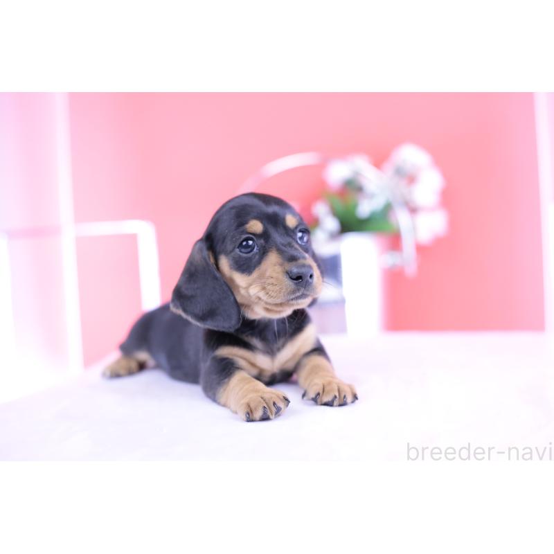 商談中の愛知県のカニンヘンダックスフンド(スムースヘアード)-426205の6枚目