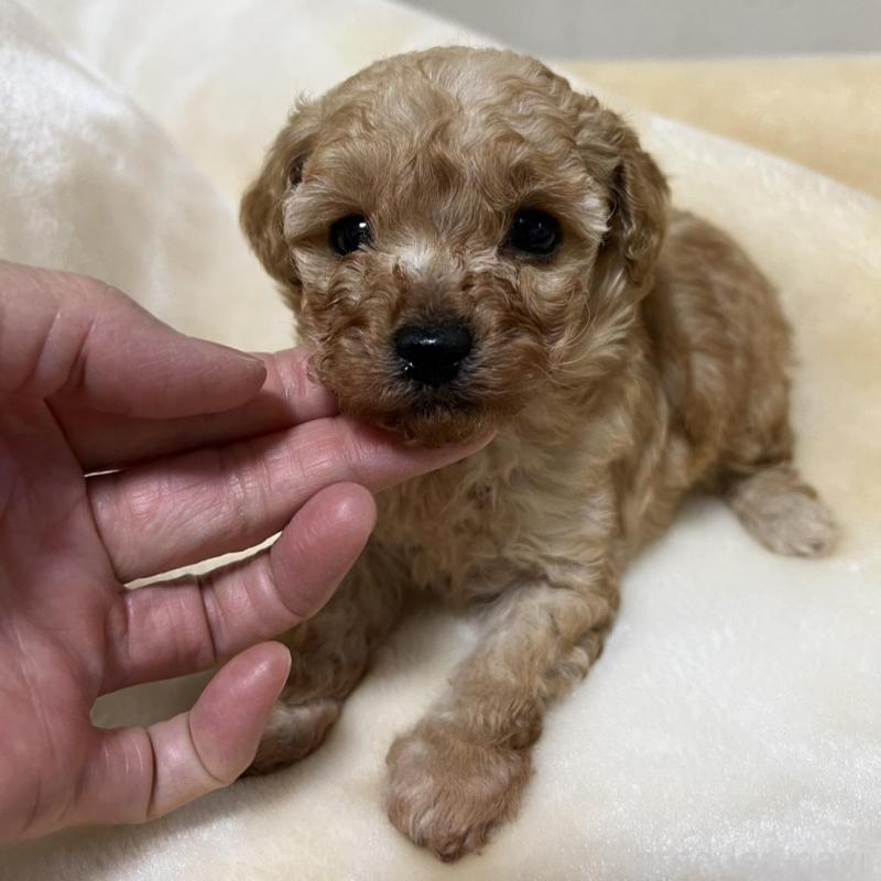 成約済の福岡県のタイニープードル-424511の5枚目