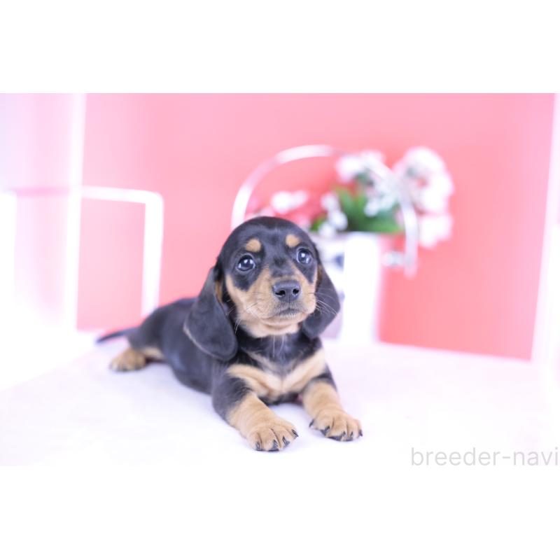 商談中の愛知県のカニンヘンダックスフンド(スムースヘアード)-426205の5枚目