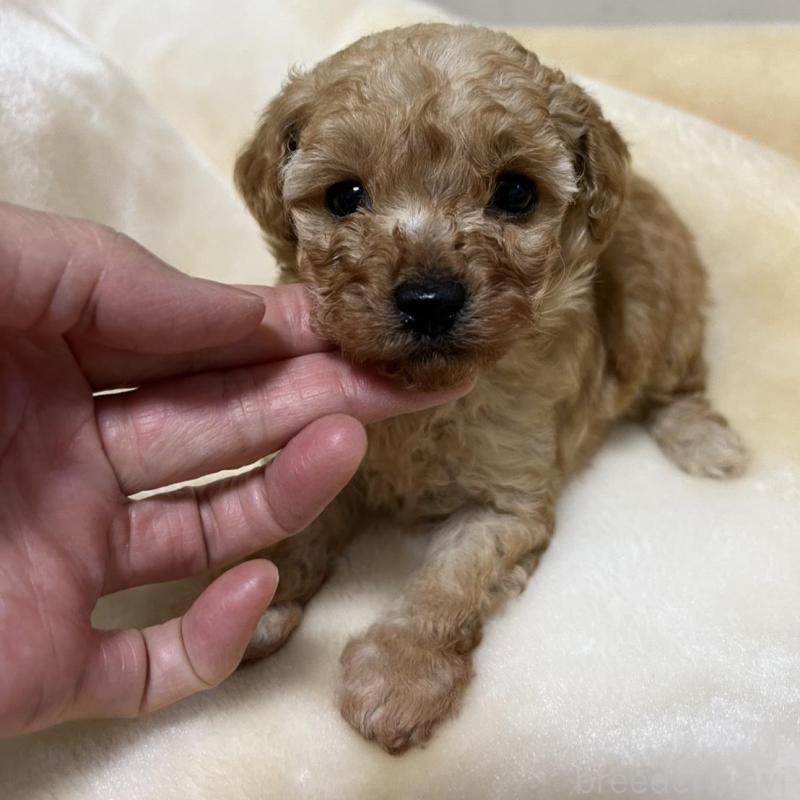 成約済の福岡県のタイニープードル-424511の4枚目