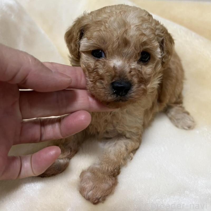 成約済の福岡県のタイニープードル-424511の3枚目