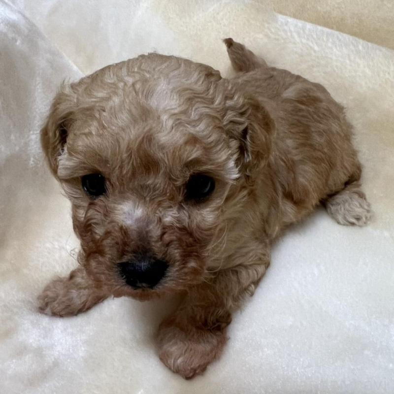 成約済の福岡県のタイニープードル-424511の2枚目