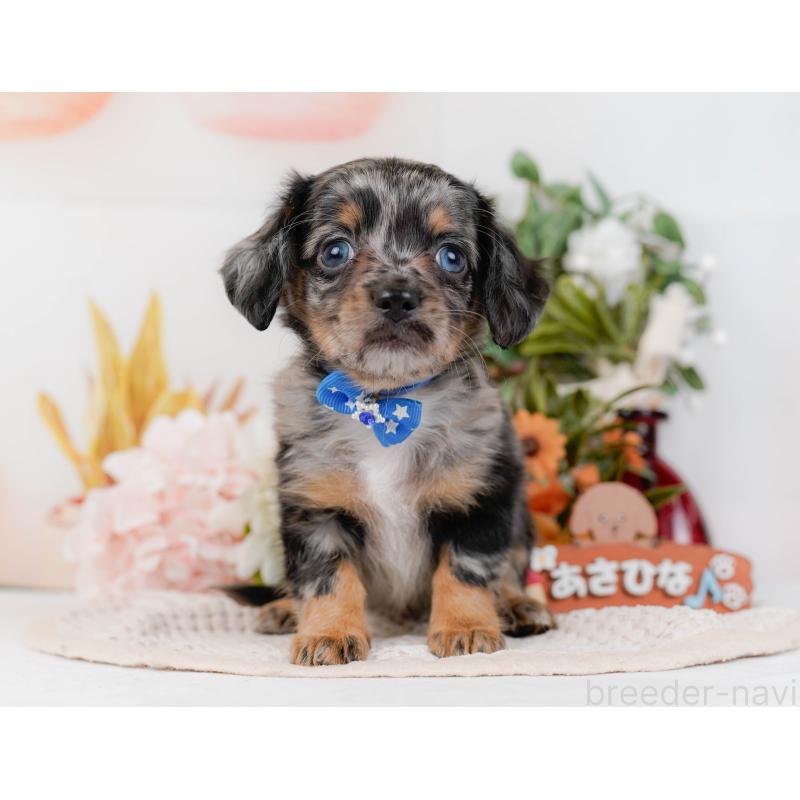 販売中の神奈川県のチワックス:チワワ×ミニチュアダックスフンド-428820の14枚目