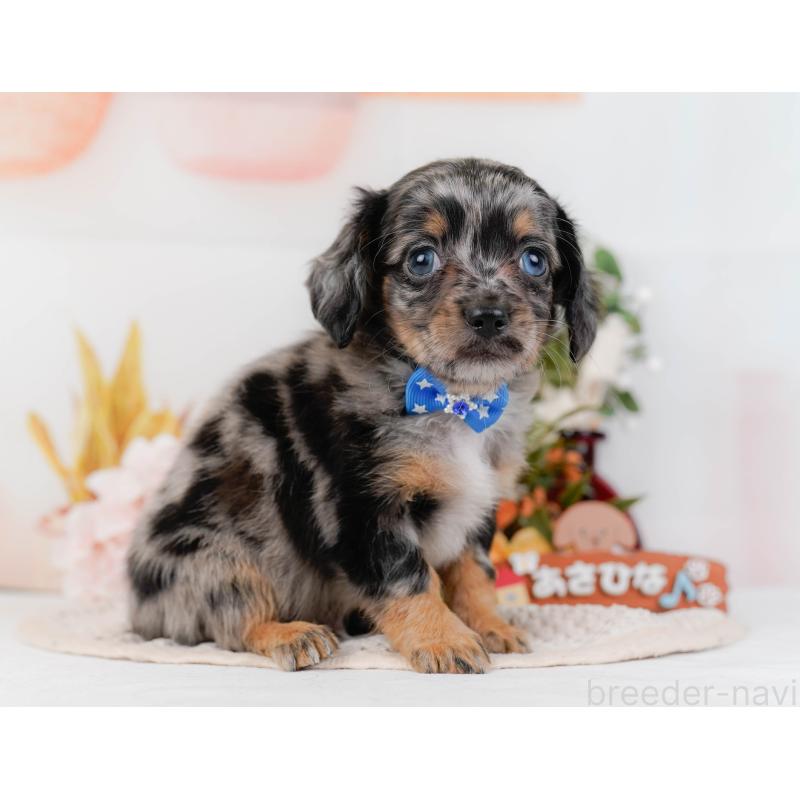 販売中の神奈川県のチワックス:チワワ×ミニチュアダックスフンド-428820の12枚目