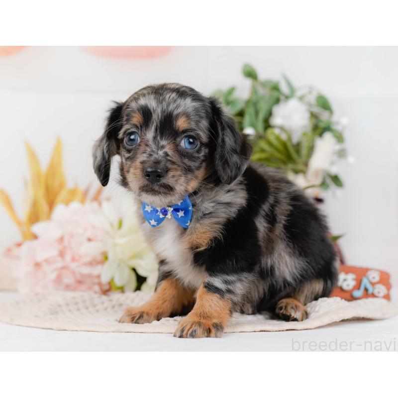 販売中の神奈川県のチワックス:チワワ×ミニチュアダックスフンド-428820の10枚目