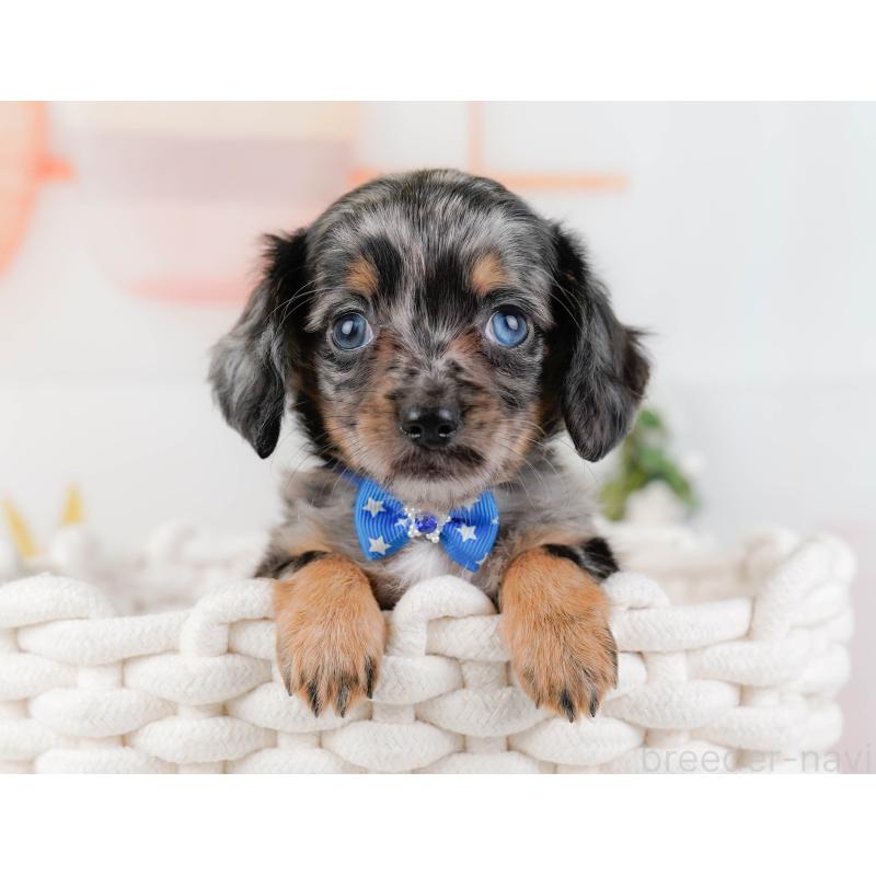 販売中の神奈川県のチワックス:チワワ×ミニチュアダックスフンド-428820の7枚目