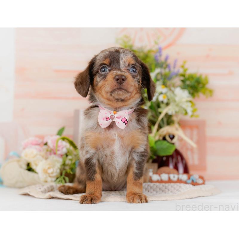 販売中の神奈川県のチワックス:チワワ×ミニチュアダックスフンド-428821の14枚目