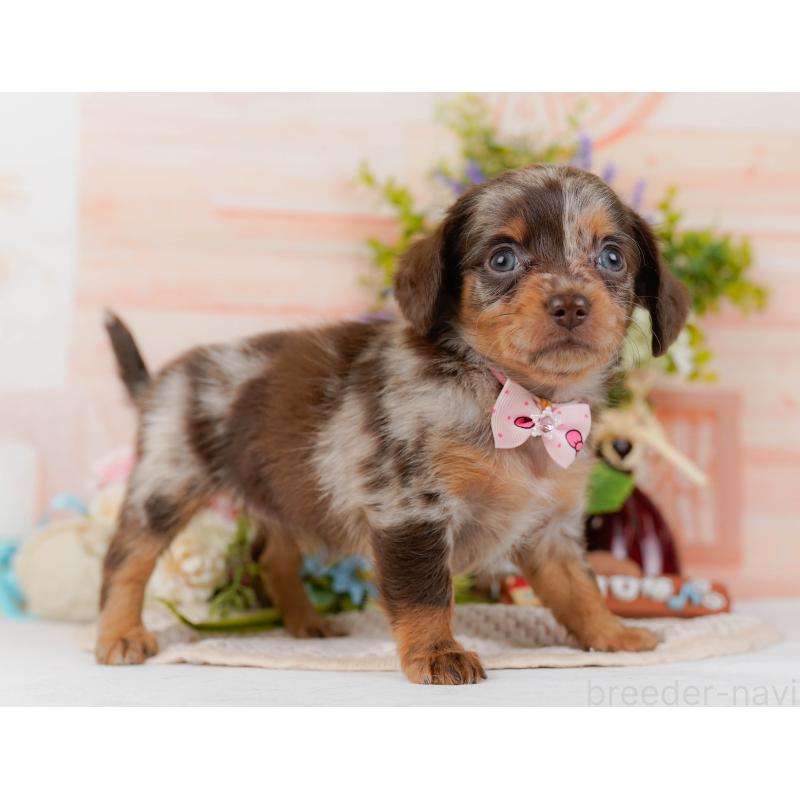 販売中の神奈川県のチワックス:チワワ×ミニチュアダックスフンド-428821の12枚目