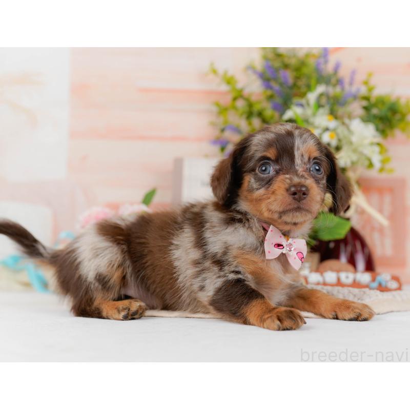 販売中の神奈川県のチワックス:チワワ×ミニチュアダックスフンド-428821の11枚目