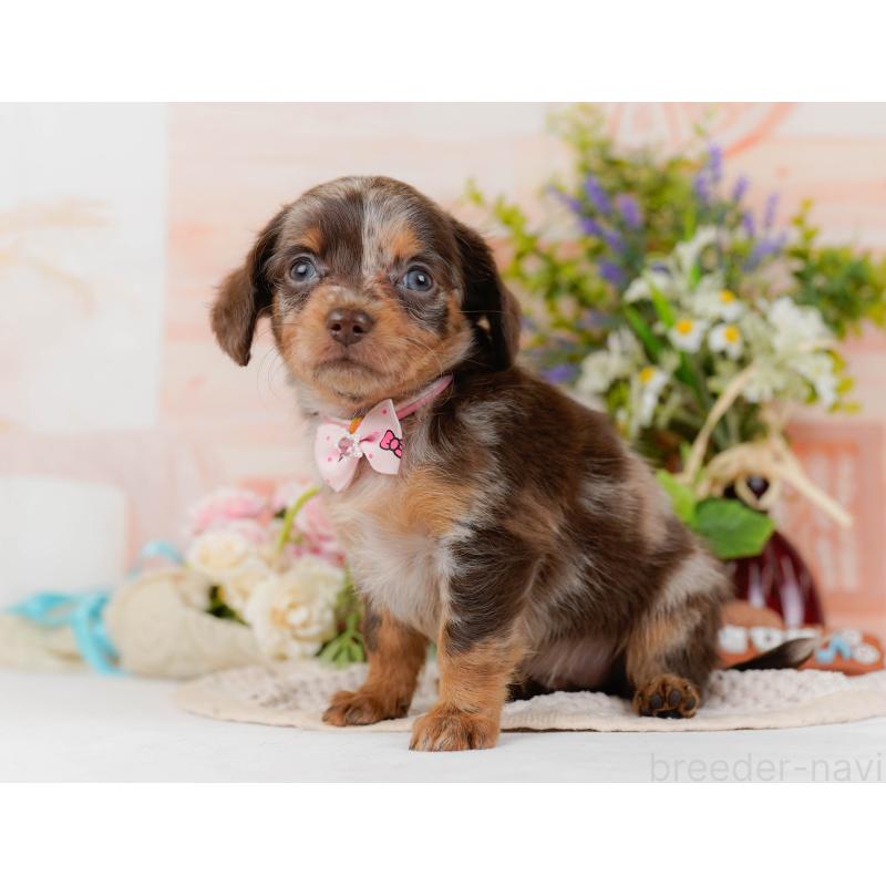 販売中の神奈川県のチワックス:チワワ×ミニチュアダックスフンド-428821の10枚目