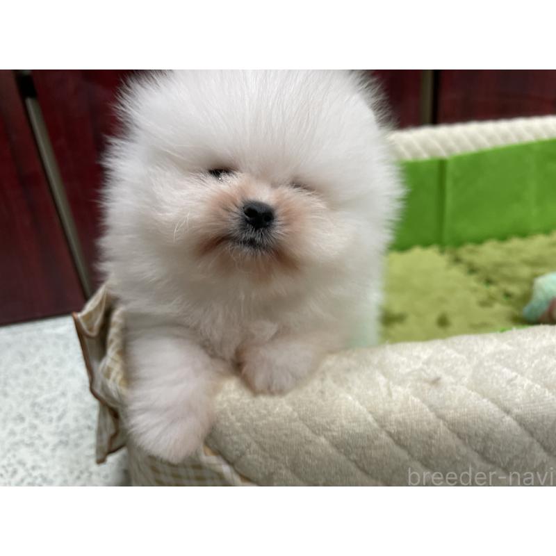 販売中の岐阜県のポメラニアン-428442の5枚目