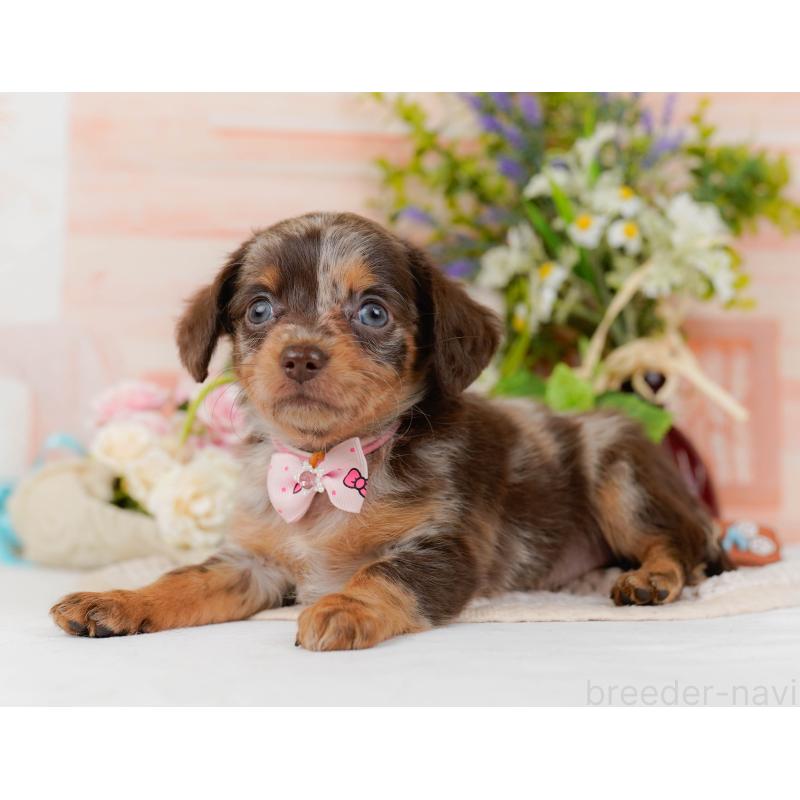 販売中の神奈川県のチワックス:チワワ×ミニチュアダックスフンド-428821の9枚目