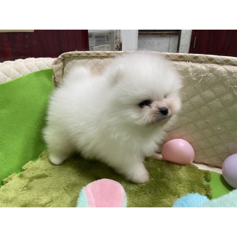 販売中の岐阜県のポメラニアン-428442の4枚目