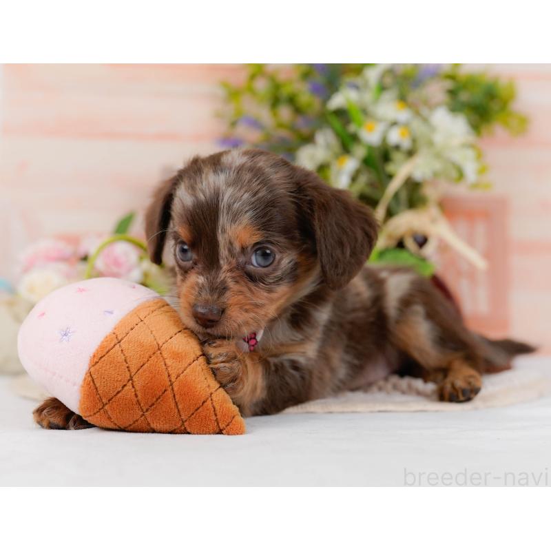 販売中の神奈川県のチワックス:チワワ×ミニチュアダックスフンド-428821の8枚目