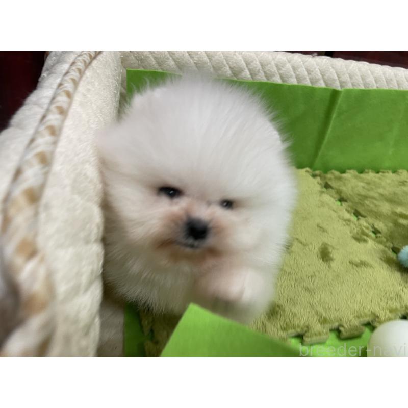 販売中の岐阜県のポメラニアン-428442の3枚目