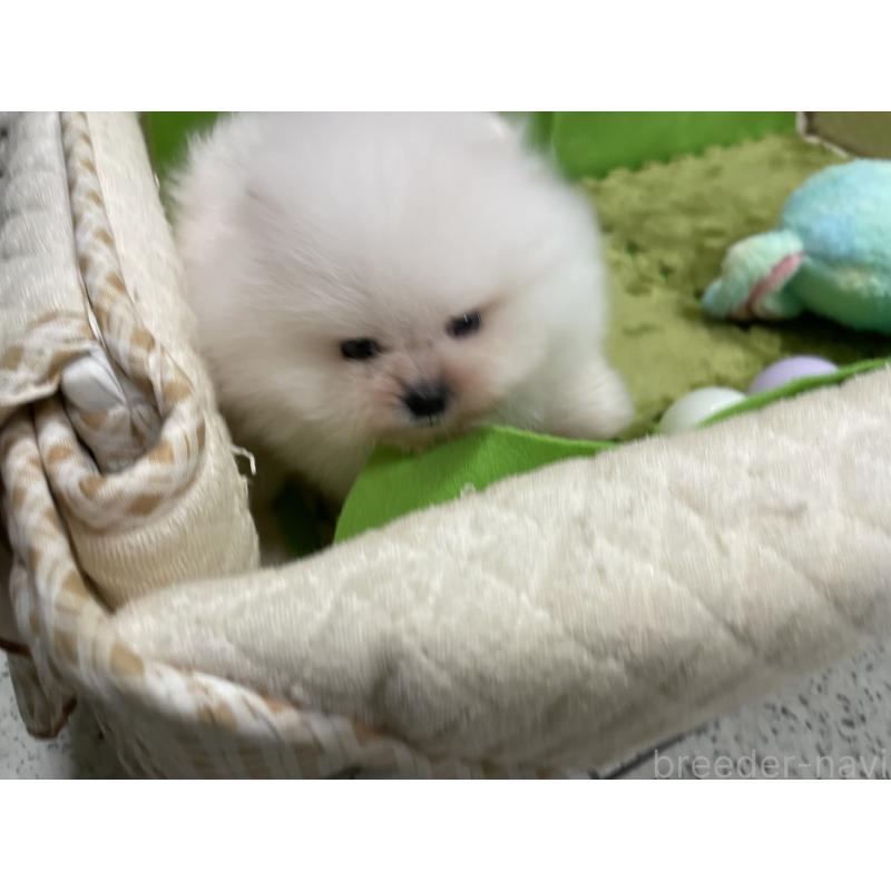 販売中の岐阜県のポメラニアン-428442の2枚目