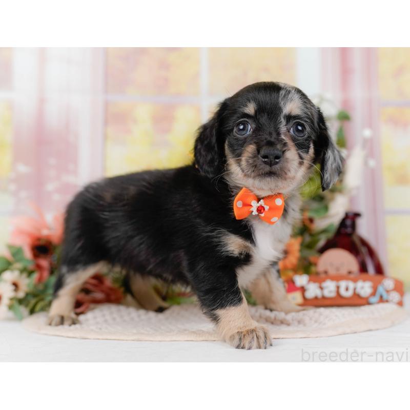 販売中の神奈川県のチワックス:チワワ×ミニチュアダックスフンド-428822の14枚目