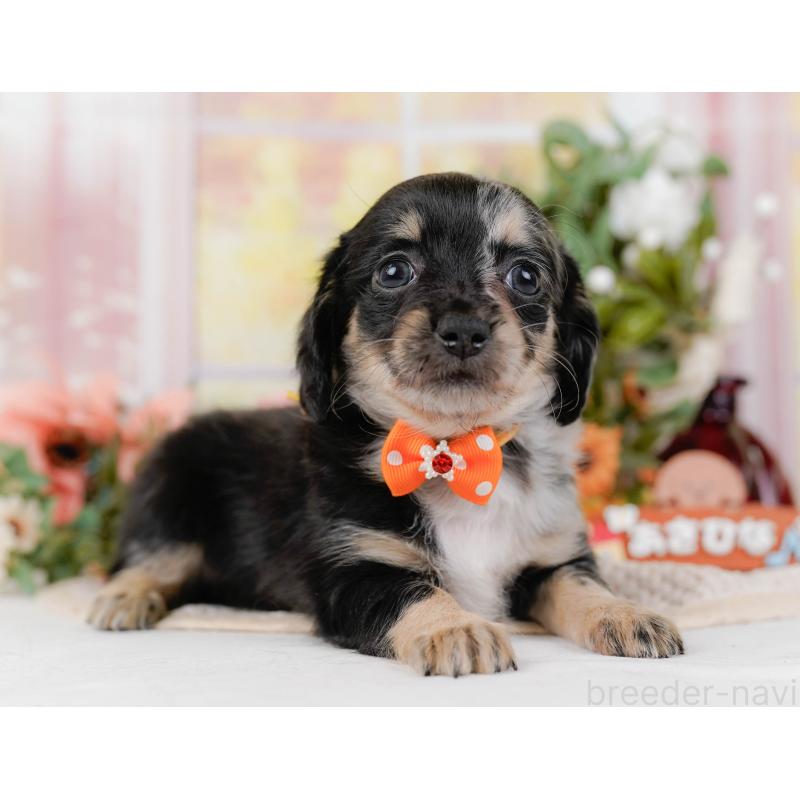 販売中の神奈川県のチワックス:チワワ×ミニチュアダックスフンド-428822の12枚目