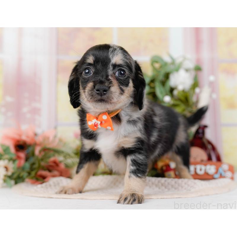 販売中の神奈川県のチワックス:チワワ×ミニチュアダックスフンド-428822の11枚目