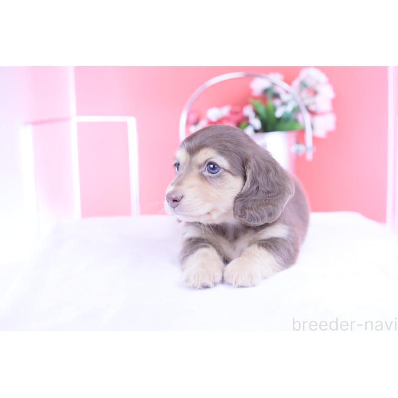 成約済の愛知県のカニンヘンダックスフンド(ロングヘアード)-426211の7枚目