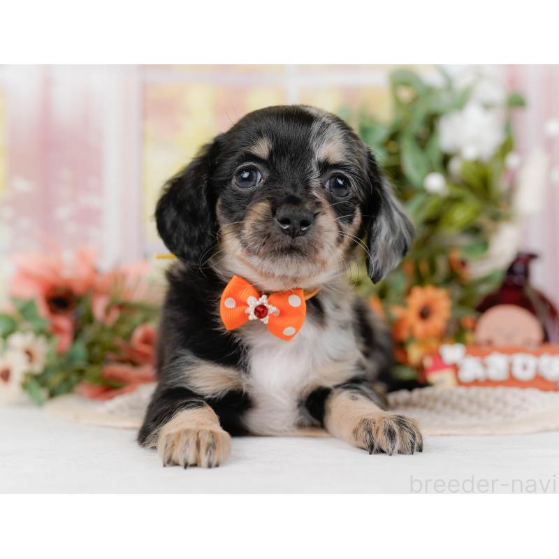 販売中の神奈川県のチワックス:チワワ×ミニチュアダックスフンド-428822の8枚目