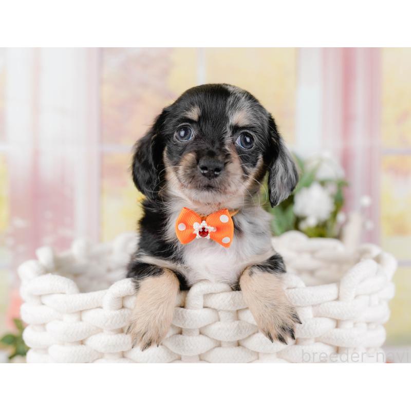 販売中の神奈川県のチワックス:チワワ×ミニチュアダックスフンド-428822の7枚目