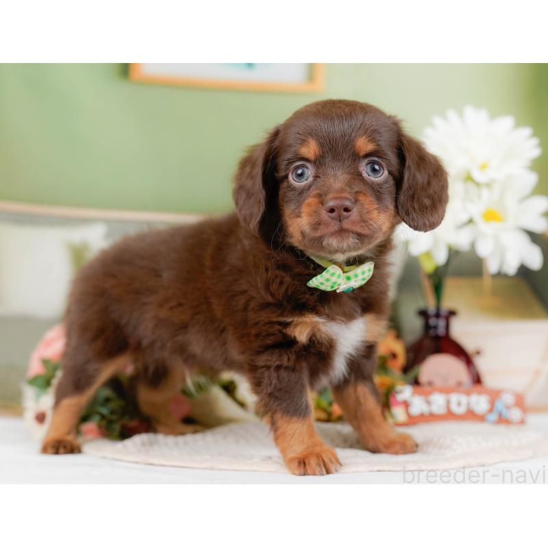 販売中の神奈川県のチワックス:チワワ×ミニチュアダックスフンド-428824の14枚目