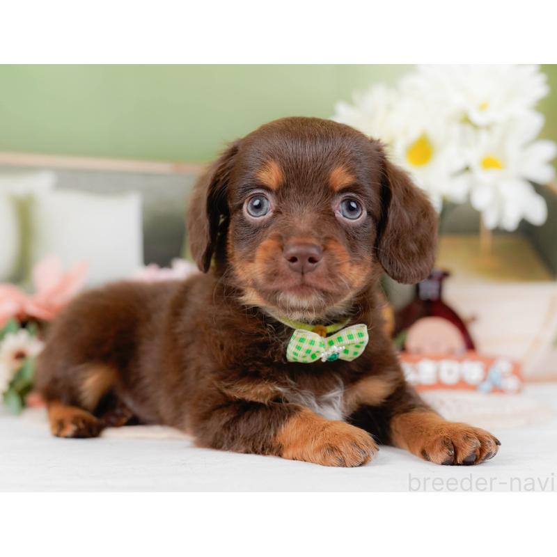 販売中の神奈川県のチワックス:チワワ×ミニチュアダックスフンド-428824の13枚目