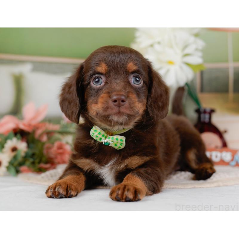 販売中の神奈川県のチワックス:チワワ×ミニチュアダックスフンド-428824の11枚目