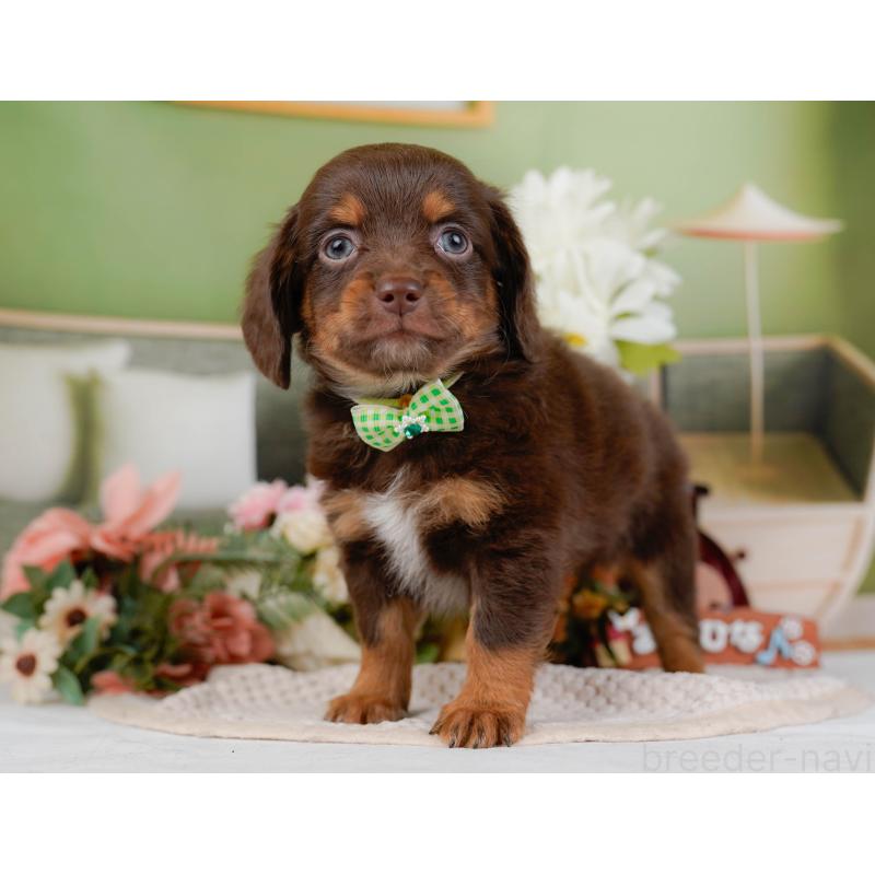 販売中の神奈川県のチワックス:チワワ×ミニチュアダックスフンド-428824の10枚目