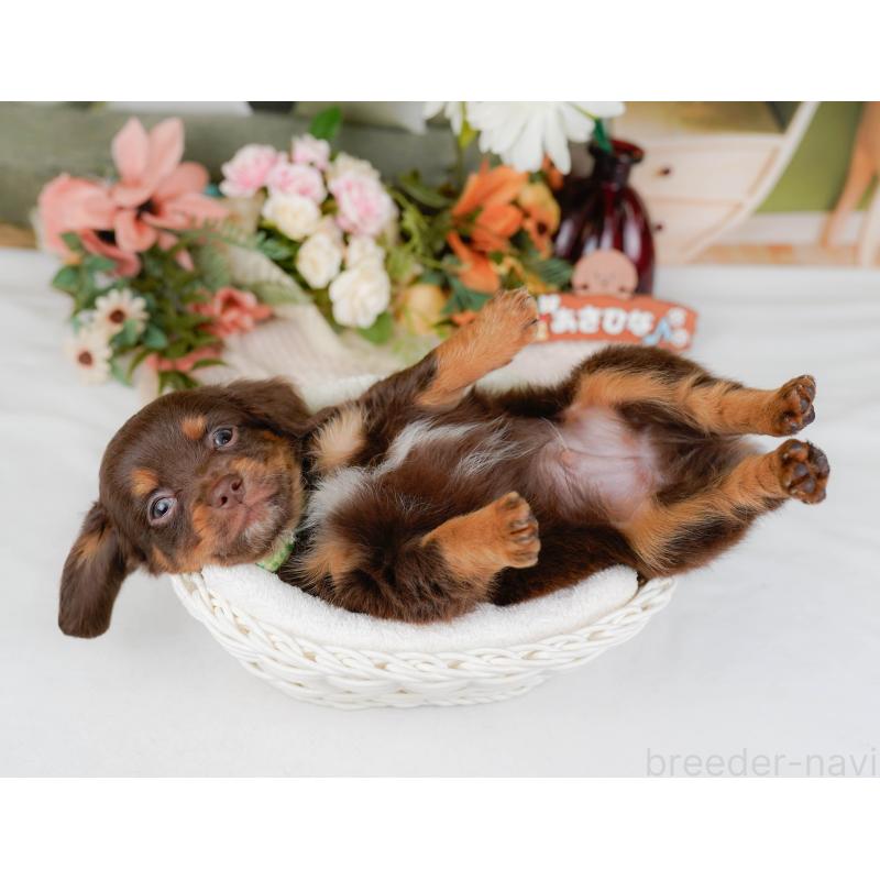 販売中の神奈川県のチワックス:チワワ×ミニチュアダックスフンド-428824の9枚目