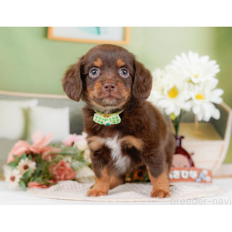 販売中の神奈川県のチワックス:チワワ×ミニチュアダックスフンド-428824の8枚目